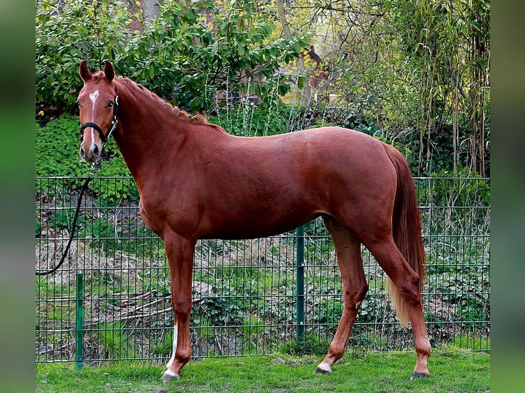 Hanovrien Jument 2 Ans 169 cm Alezan brûlé in Eydelstedt