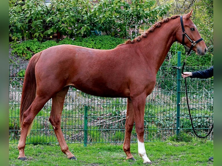 Hanovrien Jument 2 Ans 169 cm Alezan brûlé in Eydelstedt