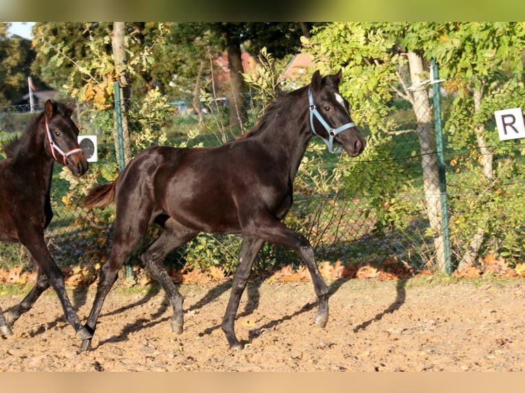 Hanovrien Jument 2 Ans 169 cm Noir in Kutenholz