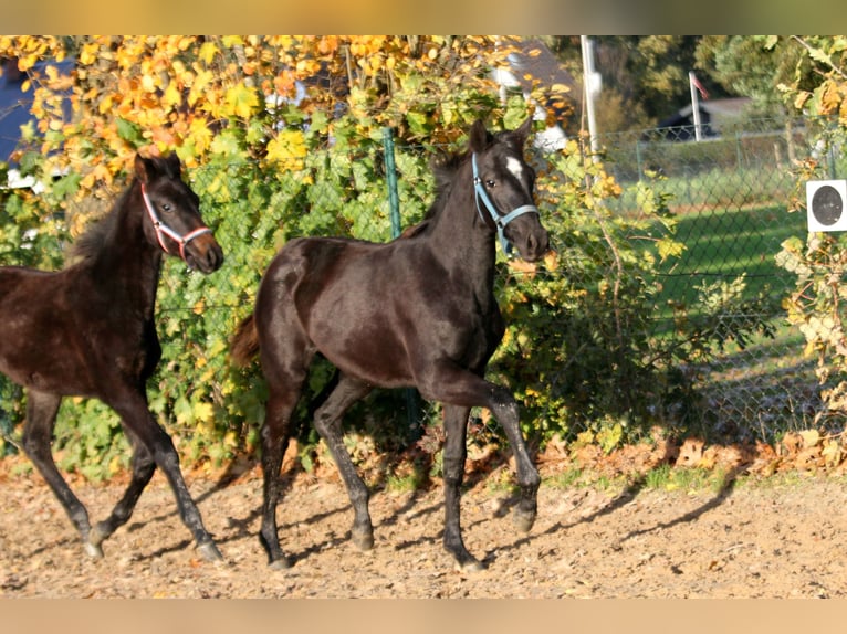 Hanovrien Jument 2 Ans 169 cm Noir in Kutenholz