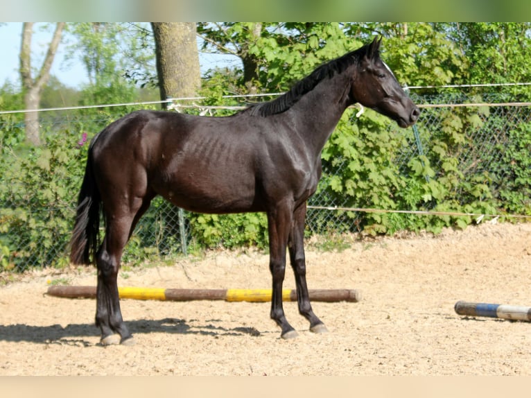 Hanovrien Jument 2 Ans 169 cm Noir in Kutenholz