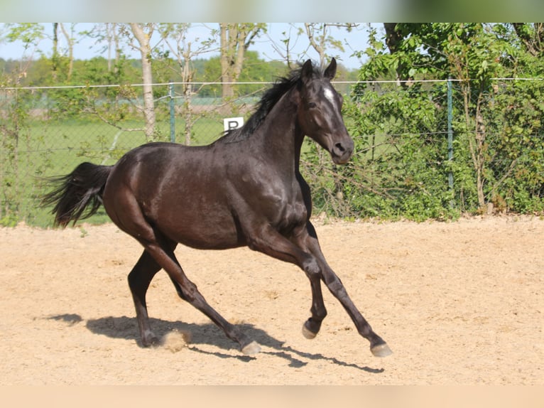 Hanovrien Jument 2 Ans 169 cm Noir in Kutenholz