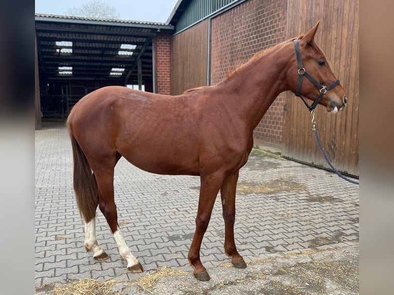 Hanovrien Jument 2 Ans 170 cm Alezan in Hilden