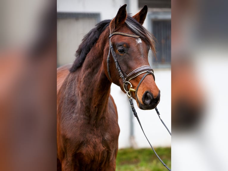 Hanovrien Jument 2 Ans 170 cm Bai brun in Burgdorf