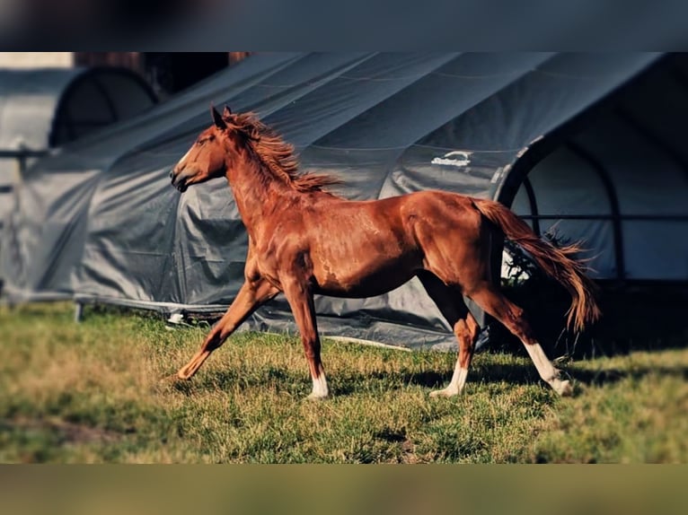 Hanovrien Jument 2 Ans 172 cm Alezan in Langenau
