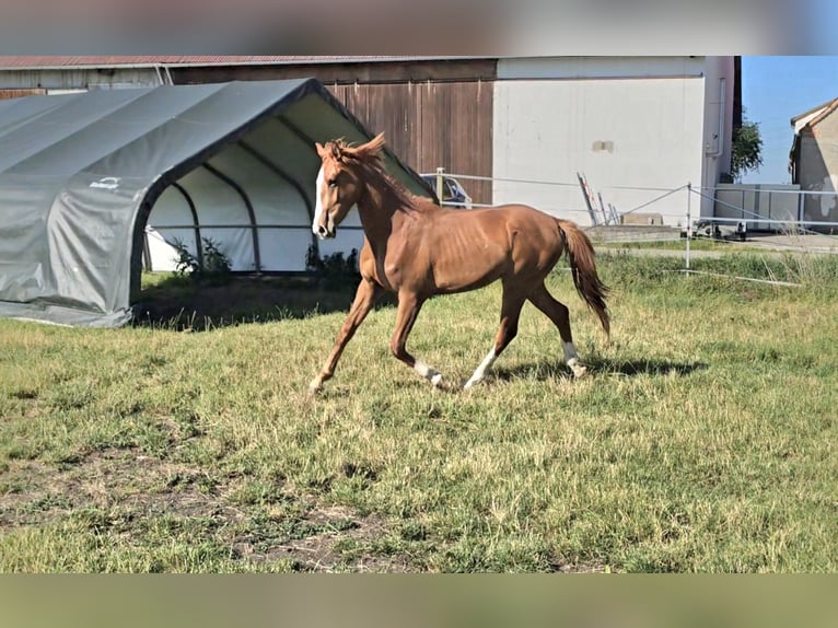 Hanovrien Jument 2 Ans 172 cm Alezan in Langenau