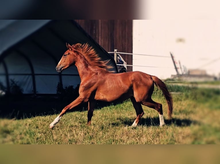 Hanovrien Jument 2 Ans 172 cm Alezan in Langenau