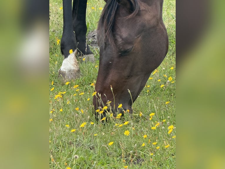 Hanovrien Jument 2 Ans 172 cm Bai brun in Wittmund