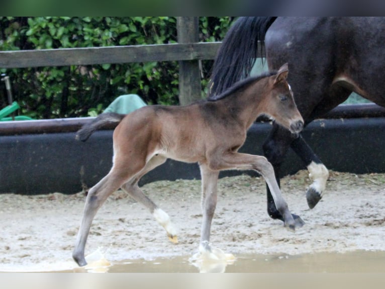 Hanovrien Jument 2 Ans 172 cm Bai brun foncé in Kutenholz