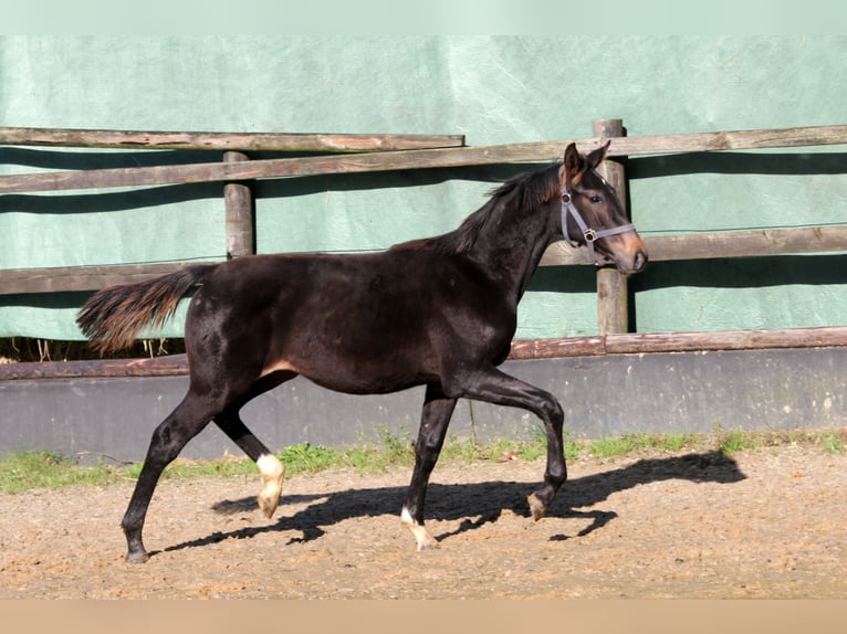 Hanovrien Jument 2 Ans 172 cm Bai brun foncé in Kutenholz