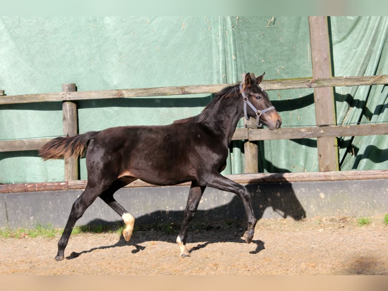Hanovrien Jument 2 Ans 172 cm Bai brun foncé in Kutenholz