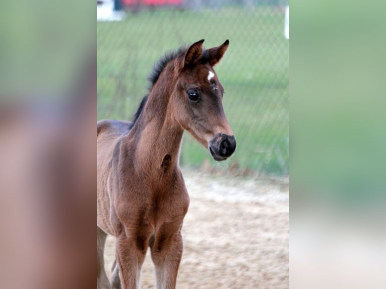 Hanovrien Jument 2 Ans 172 cm Bai brun foncé in Kutenholz