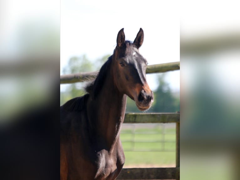 Hanovrien Jument 2 Ans 172 cm Bai brun foncé in Kutenholz