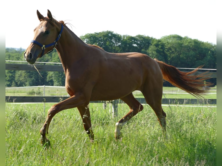 Hanovrien Jument 2 Ans 175 cm Alezan in Greifenstein