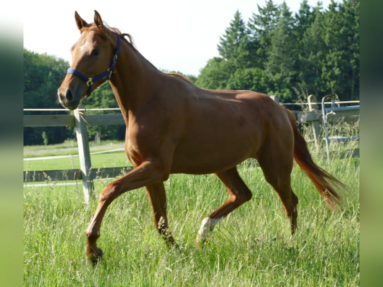 Hanovrien Jument 2 Ans 175 cm Alezan in Greifenstein
