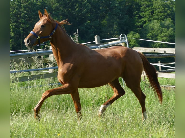 Hanovrien Jument 2 Ans 175 cm Alezan in Greifenstein