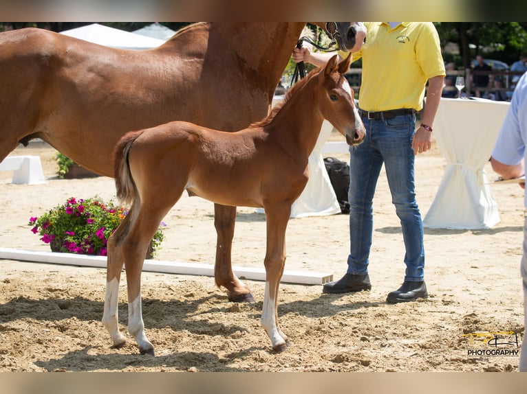 Hanovrien Jument 2 Ans Alezan brûlé in Breddorf