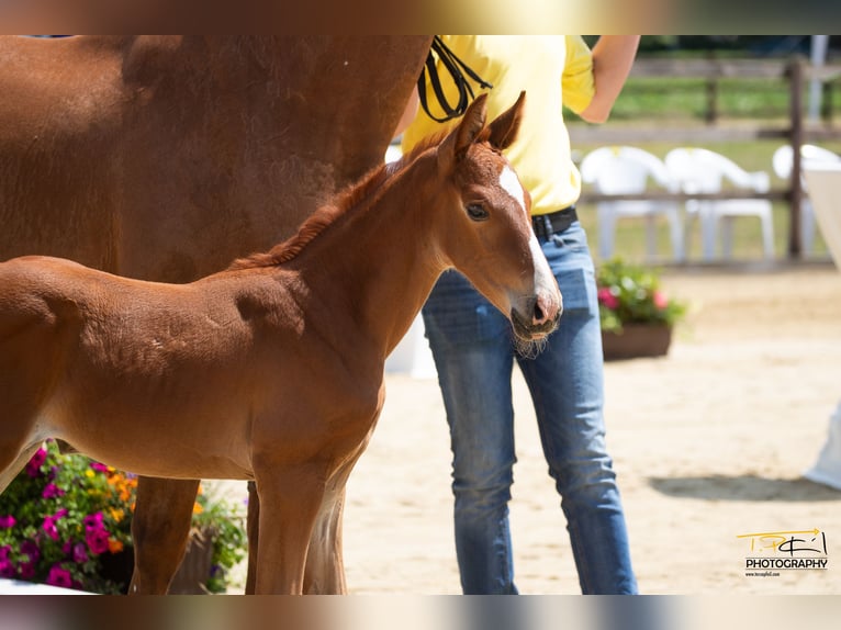 Hanovrien Jument 2 Ans Alezan brûlé in Breddorf