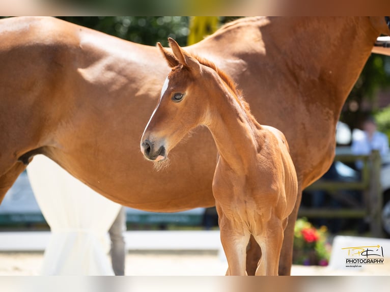 Hanovrien Jument 2 Ans Alezan brûlé in Breddorf