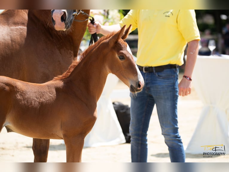 Hanovrien Jument 2 Ans Alezan brûlé in Breddorf