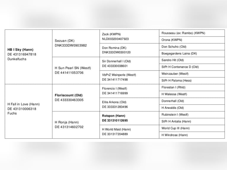 Hanovrien Jument 2 Ans Alezan in Oebisfelde