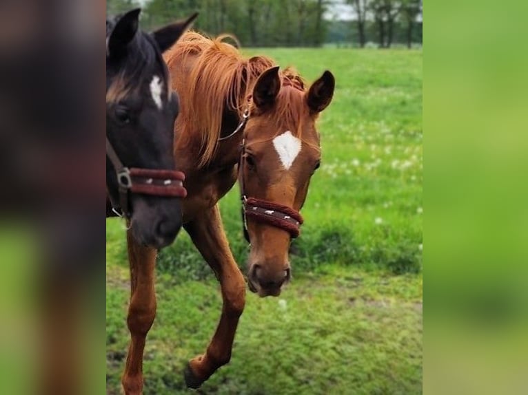 Hanovrien Jument 2 Ans Alezan in Nennhausen
