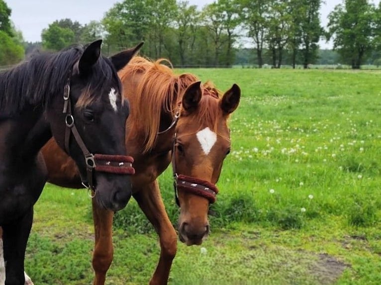 Hanovrien Jument 2 Ans Alezan in Nennhausen