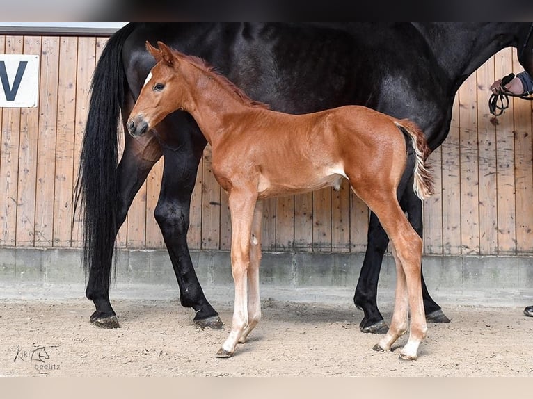 Hanovrien Jument 2 Ans Alezan in Deinstedt