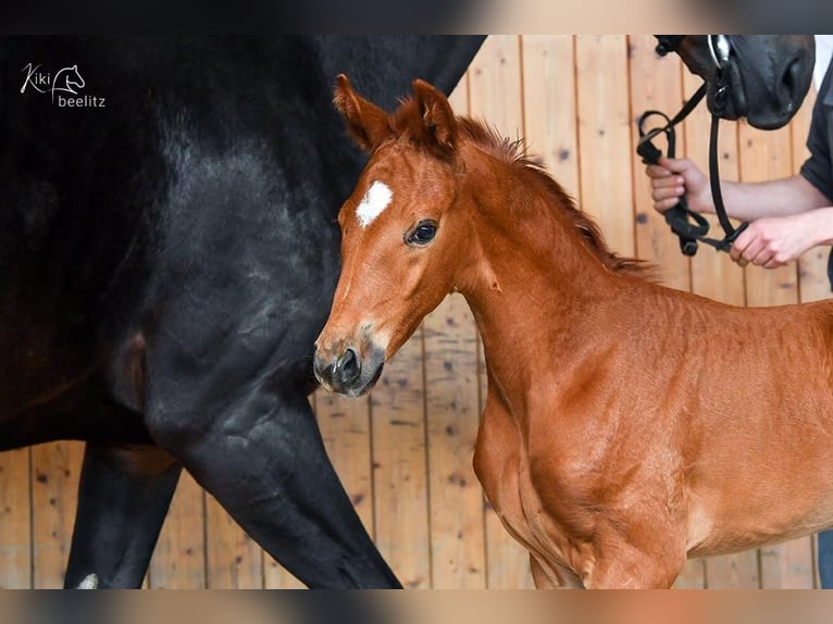 Hanovrien Jument 2 Ans Alezan in Deinstedt