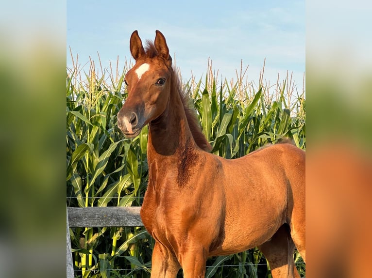 Hanovrien Jument 2 Ans Alezan in Irringsdorf