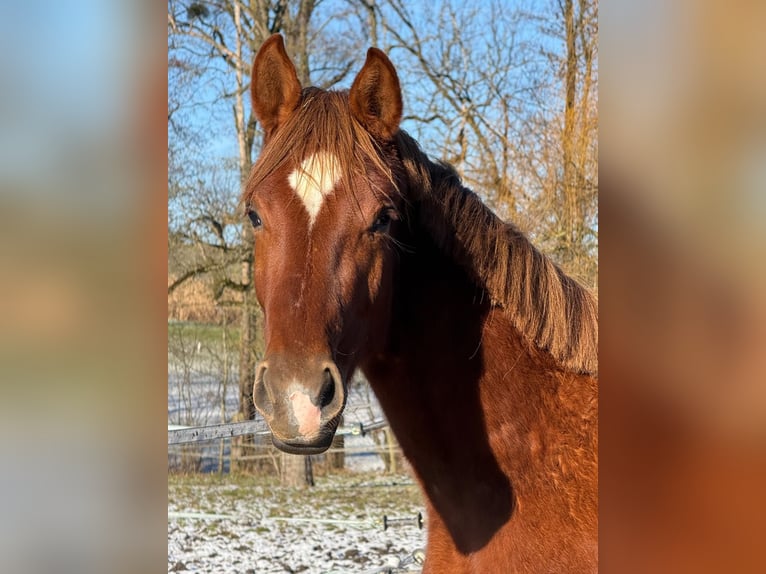 Hanovrien Jument 2 Ans Alezan in Irringsdorf