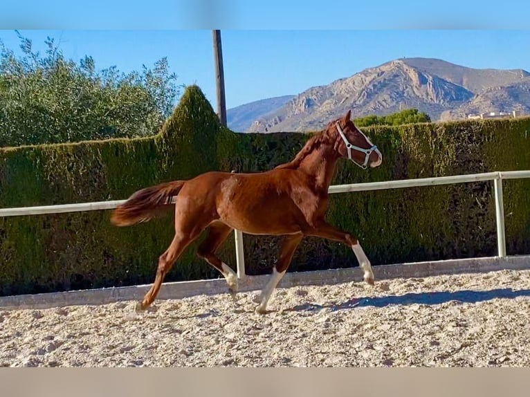 Hanovrien Jument 2 Ans Alezan in Almafra (Zona)