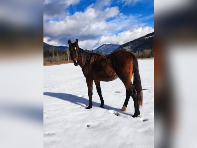 Hanovrien Jument 2 Ans Bai brun in Selzthal