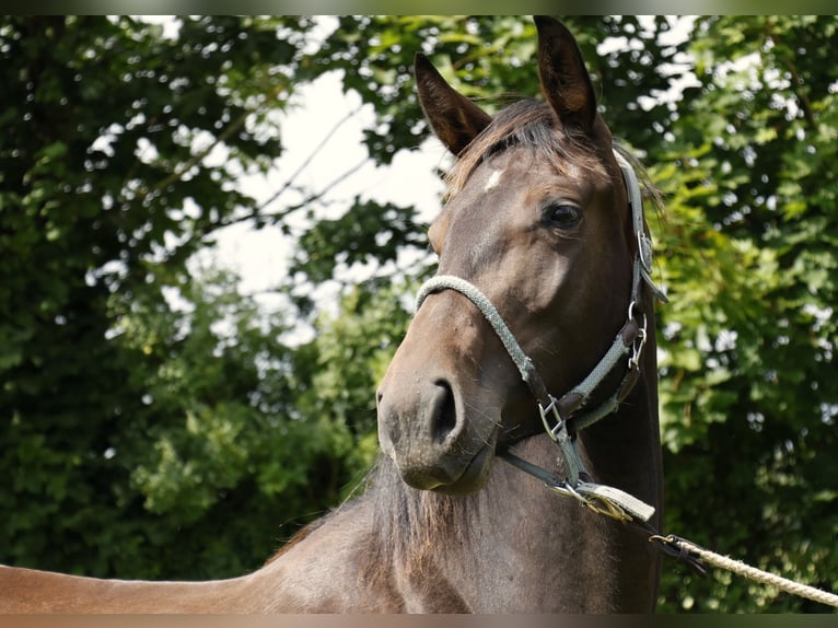 Hanovrien Jument 2 Ans Bai brun in Strausberg