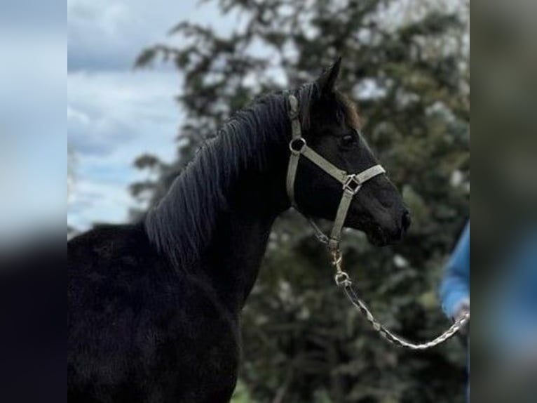 Hanovrien Jument 2 Ans Bai brun foncé in Großderschau