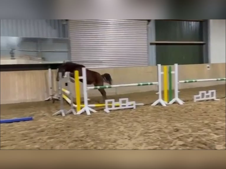 Hanovrien Jument 2 Ans in Rommerskirchen