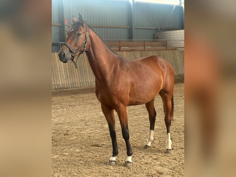 Hanovrien Jument 2 Ans in Rommerskirchen