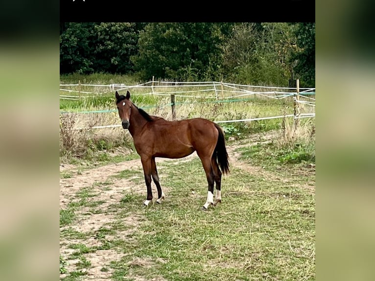 Hanovrien Jument 2 Ans in Rommerskirchen