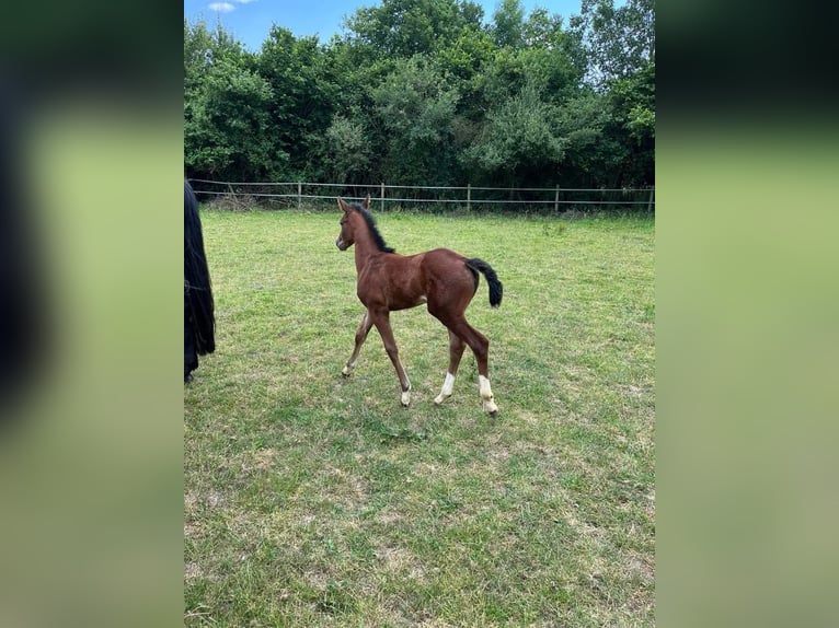 Hanovrien Jument 2 Ans in Rommerskirchen