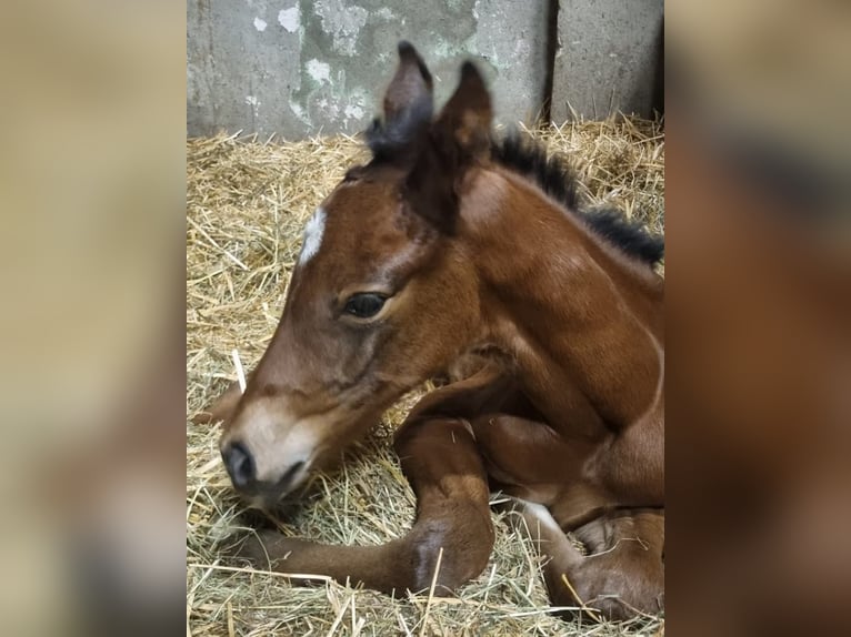 Hanovrien Jument 2 Ans in Rommerskirchen