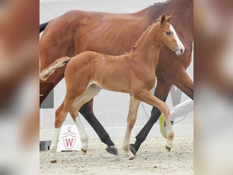 Hanovrien Jument 2 Ans in Wetschen