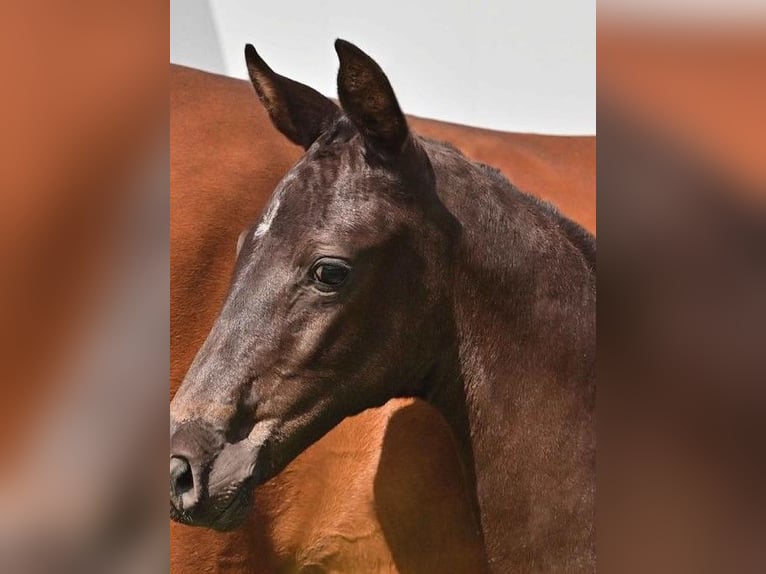 Hanovrien Jument 2 Ans in Wetschen