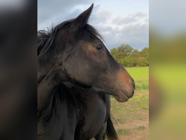 Hanovrien Jument 2 Ans Noir in Werder (Havel)