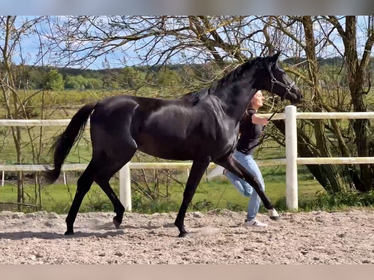 Hanovrien Jument 2 Ans Noir in Pilchowo