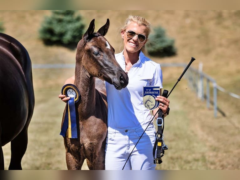 Hanovrien Jument 2 Ans Noir in Pilchowo