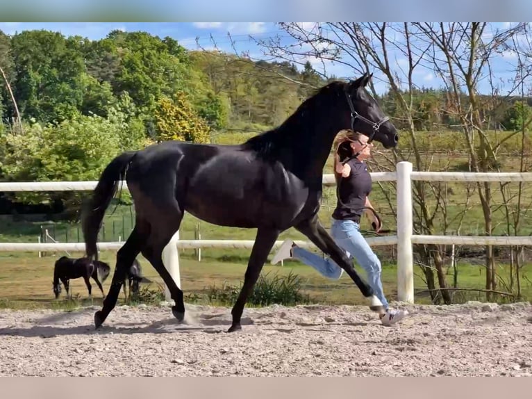 Hanovrien Jument 2 Ans Noir in Pilchowo
