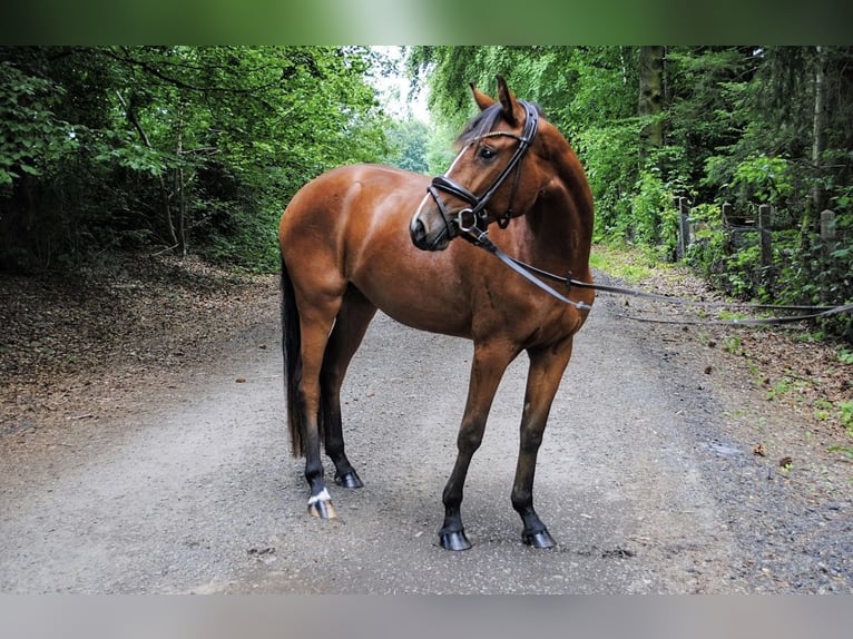 Hanovrien Jument 3 Ans 150 cm Bai in Simmerath