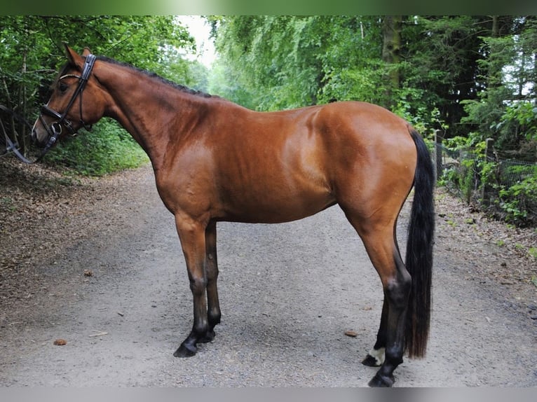 Hanovrien Jument 3 Ans 150 cm Bai in Simmerath