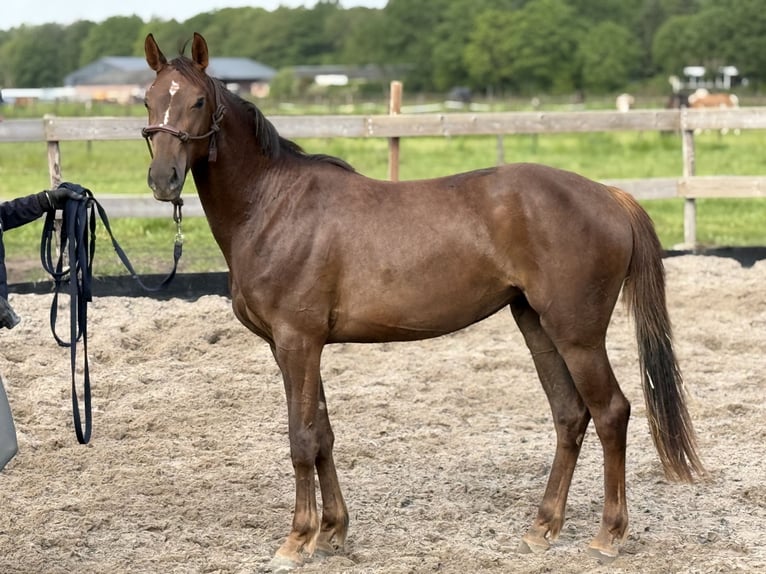 Hanovrien Jument 3 Ans 157 cm Alezan in Stiphout