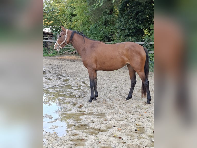 Hanovrien Jument 3 Ans 157 cm Bai in Bockenem